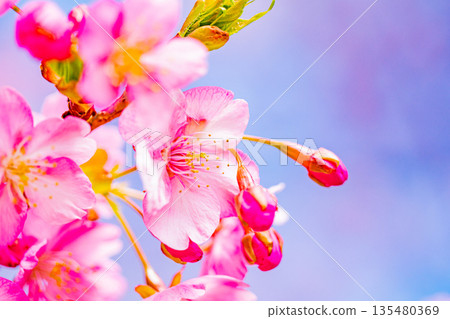 河津城遺址公園 河津櫻花 藍天 135480369