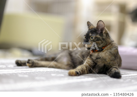 Sabi cat Sabi cat 135480426