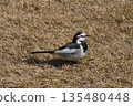 White Wagtail standing on the grass 135480448