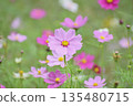Autumn flower cosmos pink cosmos is blooming 135480715