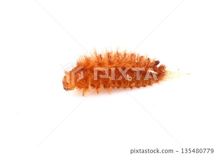 Mantis egg cutworm beetle larvae Mantis egg cutworm beetle larvae 135480779