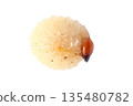 Weevil larvae Weevil larvae 135480782