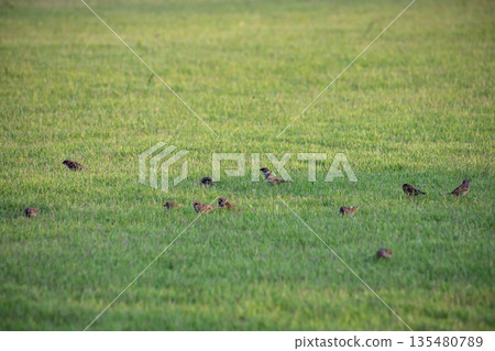 A flock of sparrows on the lawn A flock of sparrows on the lawn 135480789