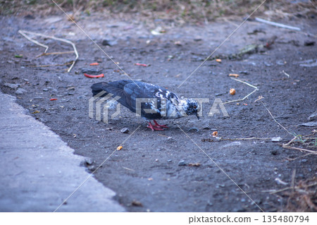The dove feed the food 135480794