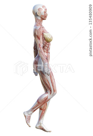 肌肉解剖圖,站立女性人體模型的三維插圖,全身側視圖 肌肉解剖圖,站立女性人體模型的三維插圖,全身側視圖 135480909