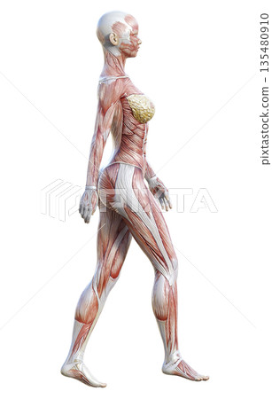 肌肉解剖圖,女性人體模型行走時的3D插圖,全身側視圖 肌肉解剖圖,女性人體模型行走時的3D插圖,全身側視圖 135480910