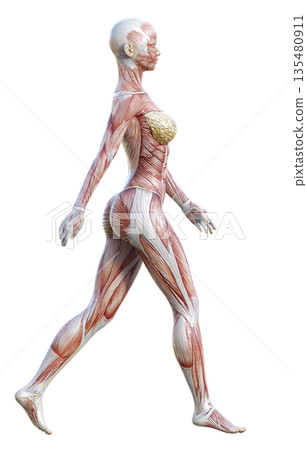 行走人體模型肌肉解剖圖,3D插圖,全身側視圖 行走人體模型肌肉解剖圖,3D插圖,全身側視圖 135480911