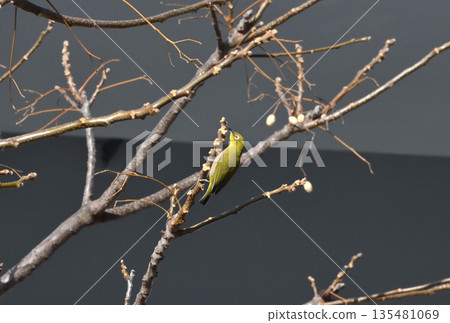 Sticking to the tree branches Sticking to the tree branches 135481069