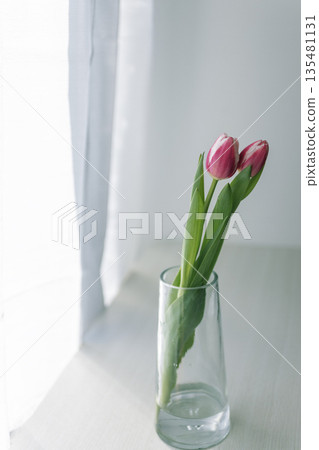 Pink tulips displayed on a windowsill in a glass vase and soft morning light (copy space) Pink tulips displayed on a windowsill in a glass vase and soft morning light (copy space) 135481131