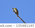 A Japanese white-eye perched on a branch against a blue sky 135481145