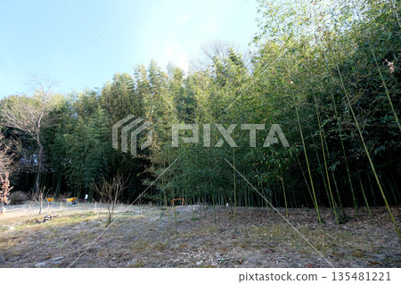 岐阜縣可兒市_木曾川渡口步道(輝夜姬公主步道)2_2025年3月 岐阜縣可兒市_木曾川渡口步道(輝夜姬公主步道)2_2025年3月 135481221