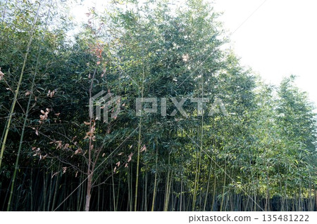 岐阜縣可兒市_木曾川渡口步道(輝夜姬公主步道)_2025年3月3日 岐阜縣可兒市_木曾川渡口步道(輝夜姬公主步道)_2025年3月3日 135481222