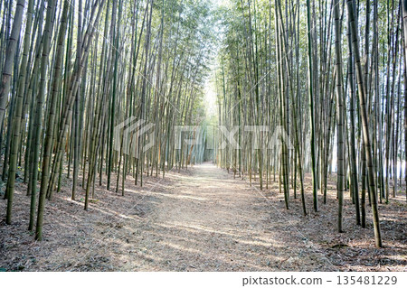 岐阜縣可兒市_木曾川渡口步道（輝夜姬公主步道）2025年3月10日 135481229