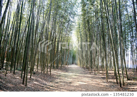 岐阜縣可兒市_木曾川渡口步道(輝夜姬公主步道)2025年3月11日 岐阜縣可兒市_木曾川渡口步道(輝夜姬公主步道)2025年3月11日 135481230