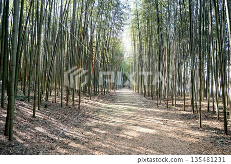 Kani City, Gifu Prefecture_Kiso River Ferry Promenade (Princess Kaguya's Walking Path) 12_March 2025 135481231