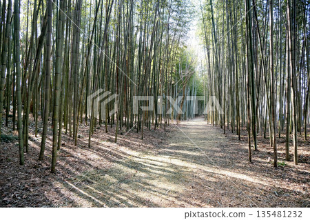 岐阜縣可兒市_木曾川渡口步道(輝夜姬公主步道)2025年3月13日 岐阜縣可兒市_木曾川渡口步道(輝夜姬公主步道)2025年3月13日 135481232