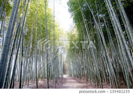 岐阜縣可兒市_木曾川渡口步道（輝夜姬公主步道）2025年3月16日 135481235