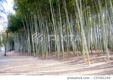 Kani City, Gifu Prefecture_Kiso River Ferry Promenade (Princess Kaguya's Walking Path) 22_March 2025 Kani City, Gifu Prefecture_Kiso River Ferry Promenade (Princess Kaguya's Walking Path) 22_March 2025 135481240