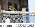 Sparrow that fits in the fence 135481262
