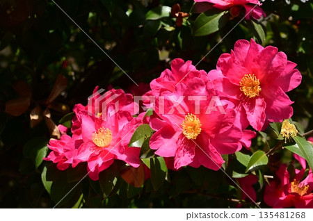 Camellia sasanqua (Theaceae) evergreen broadleaf tree 135481268