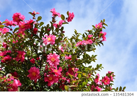 Camellia sasanqua (Theaceae) evergreen broadleaf tree Camellia sasanqua (Theaceae) evergreen broadleaf tree 135481304