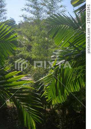 Tropical Palm Leaves in Sunlight Creating Natural Green Background Tropical Palm Leaves in Sunlight Creating Natural Green Background 135481841