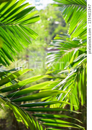 Tropical Palm Leaves in Sunlight Creating Natural Green Background 135481847