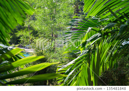 Tropical Palm Leaves in Sunlight Creating Natural Green Background 135481848