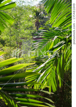 Tropical Palm Leaves in Sunlight Creating Natural Green Background Tropical Palm Leaves in Sunlight Creating Natural Green Background 135481849