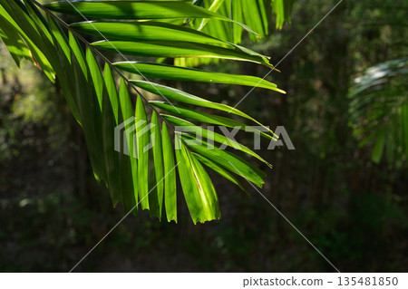 Tropical Palm Leaves in Sunlight Creating Natural Green Background Tropical Palm Leaves in Sunlight Creating Natural Green Background 135481850
