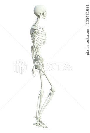 人體骨骼模型立體插圖，男性骨骼標本側身站立 135481951