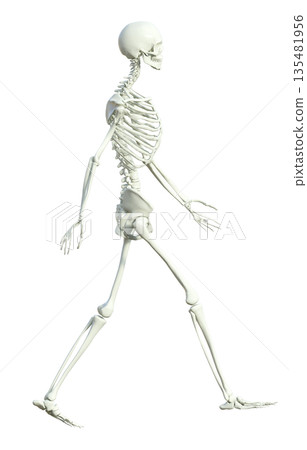 3D illustration of a skeleton male skeletal specimen walking with both hands, full body sideways 135481956