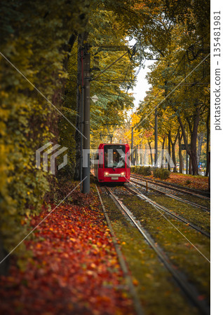 Tram going through corridor of trees in autumn. Tram going through corridor of trees in autumn. 135481981