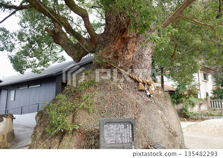 廣島縣糸崎神社的樟樹 135482293