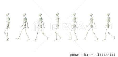 Skeleton human body model 3D illustration of a male skeleton specimen walking sideways 135482434
