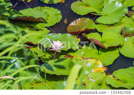京都秀南一休寺夏季的荷花池 135482508