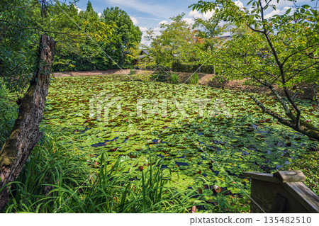 京都秀南一休寺夏季的荷花池 135482510