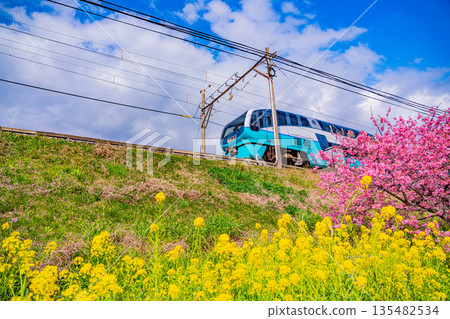 （靜岡縣）河津櫻花盛開，伊豆急列車駛過。 135482534
