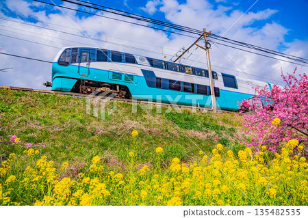 (Shizuoka Prefecture) Kawazu cherry blossom trees in full bloom and Izukyu train 135482535