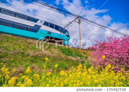 （靜岡縣）河津櫻花盛開，伊豆急列車駛過。 135482536