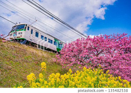 (Shizuoka Prefecture) Kawazu cherry blossom trees in full bloom and Izukyu train (Shizuoka Prefecture) Kawazu cherry blossom trees in full bloom and Izukyu train 135482538