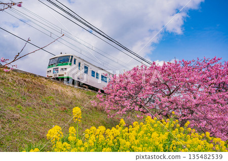 （靜岡縣）河津櫻花盛開，伊豆急列車駛過。 135482539