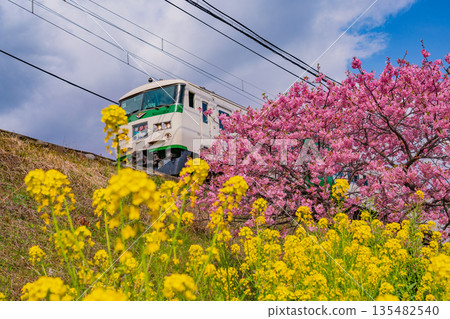 (Shizuoka Prefecture) Kawazu cherry blossom trees in full bloom and Izukyu train 135482540