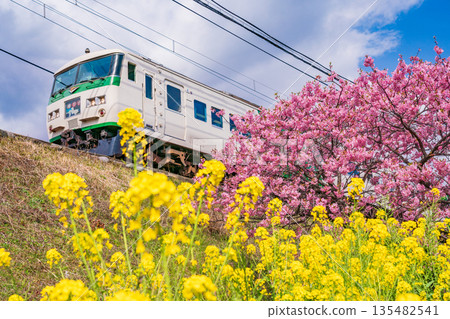 (靜岡縣)河津櫻花盛開,伊豆急列車駛過。 (靜岡縣)河津櫻花盛開,伊豆急列車駛過。 135482541