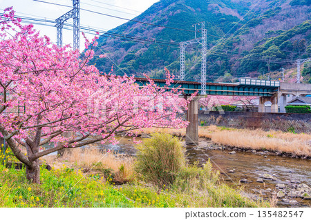 (Shizuoka Prefecture) Kawazu cherry blossom trees in full bloom and Izukyu train (Shizuoka Prefecture) Kawazu cherry blossom trees in full bloom and Izukyu train 135482547