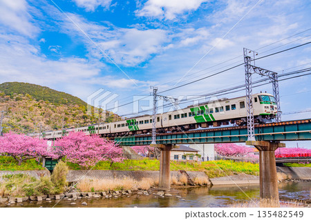 (Shizuoka Prefecture) Kawazu cherry blossom trees in full bloom and Izukyu train 135482549