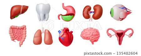 Colorful Illustrations of Human Internal Organs Colorful Illustrations of Human Internal Organs 135482604