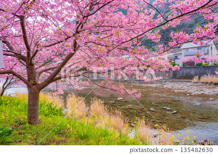 （靜岡縣）河津櫻花祭及河津川沿岸的河津櫻花 135482630