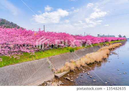 （靜岡縣）河津櫻花祭及河津川沿岸的河津櫻花 135482635