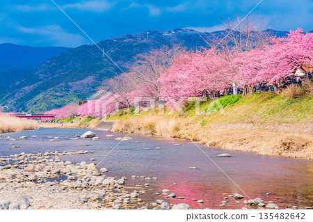 (靜岡縣)河津櫻花祭及河津川沿岸的河津櫻花 (靜岡縣)河津櫻花祭及河津川沿岸的河津櫻花 135482642
